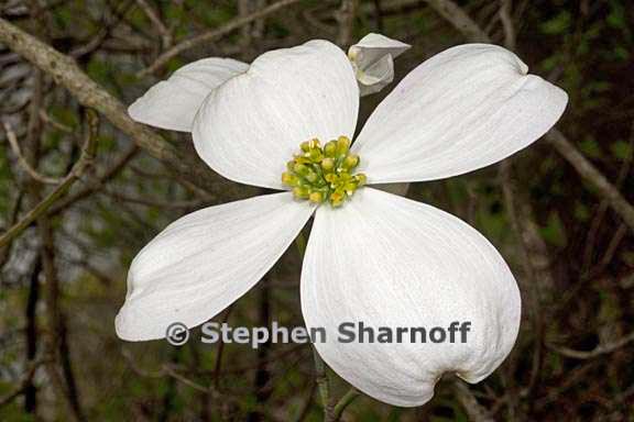 cornus florida 3 graphic